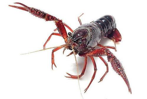 成都爆料小龙虾视频最新  第2张